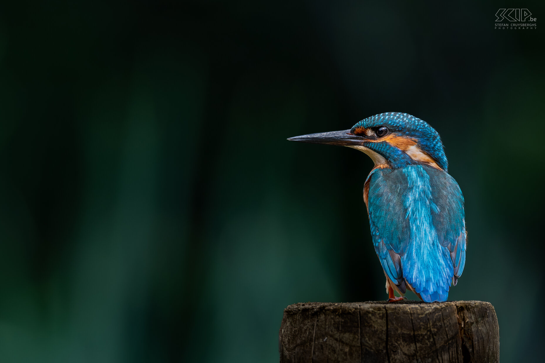 IJsvogel Een aantal van m'n beste beelden van de voorbije jaren van één van de mooiste vogeltjes in ons land; de ijsvogel. Stefan Cruysberghs